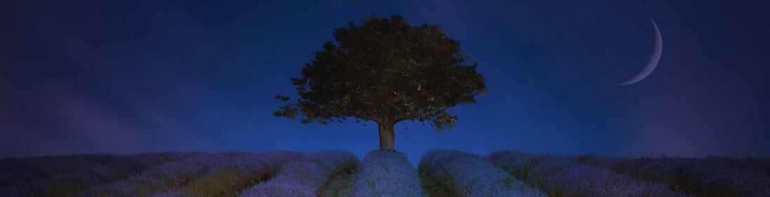 A tree in the middle of a farm field of lavender at night. A crescent moon is in the top right corner.